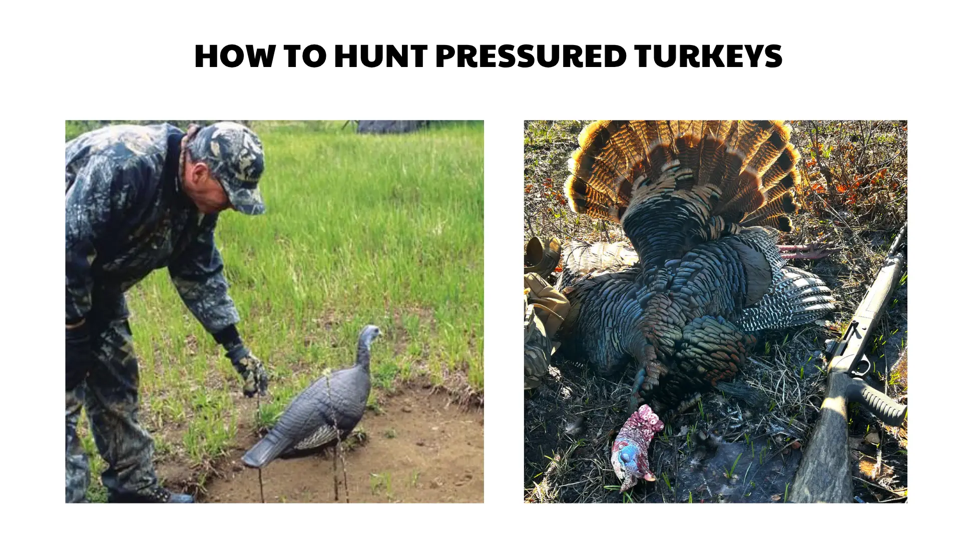 how to hunt pressured turkeys