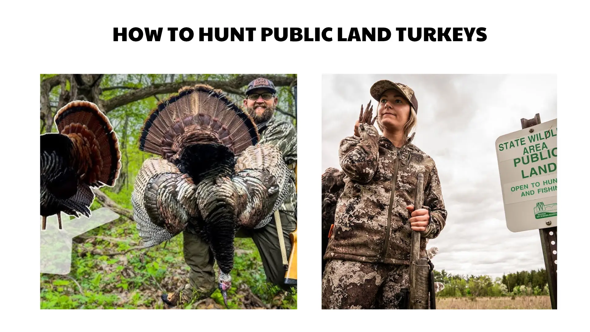 how to hunt public land turkeys
