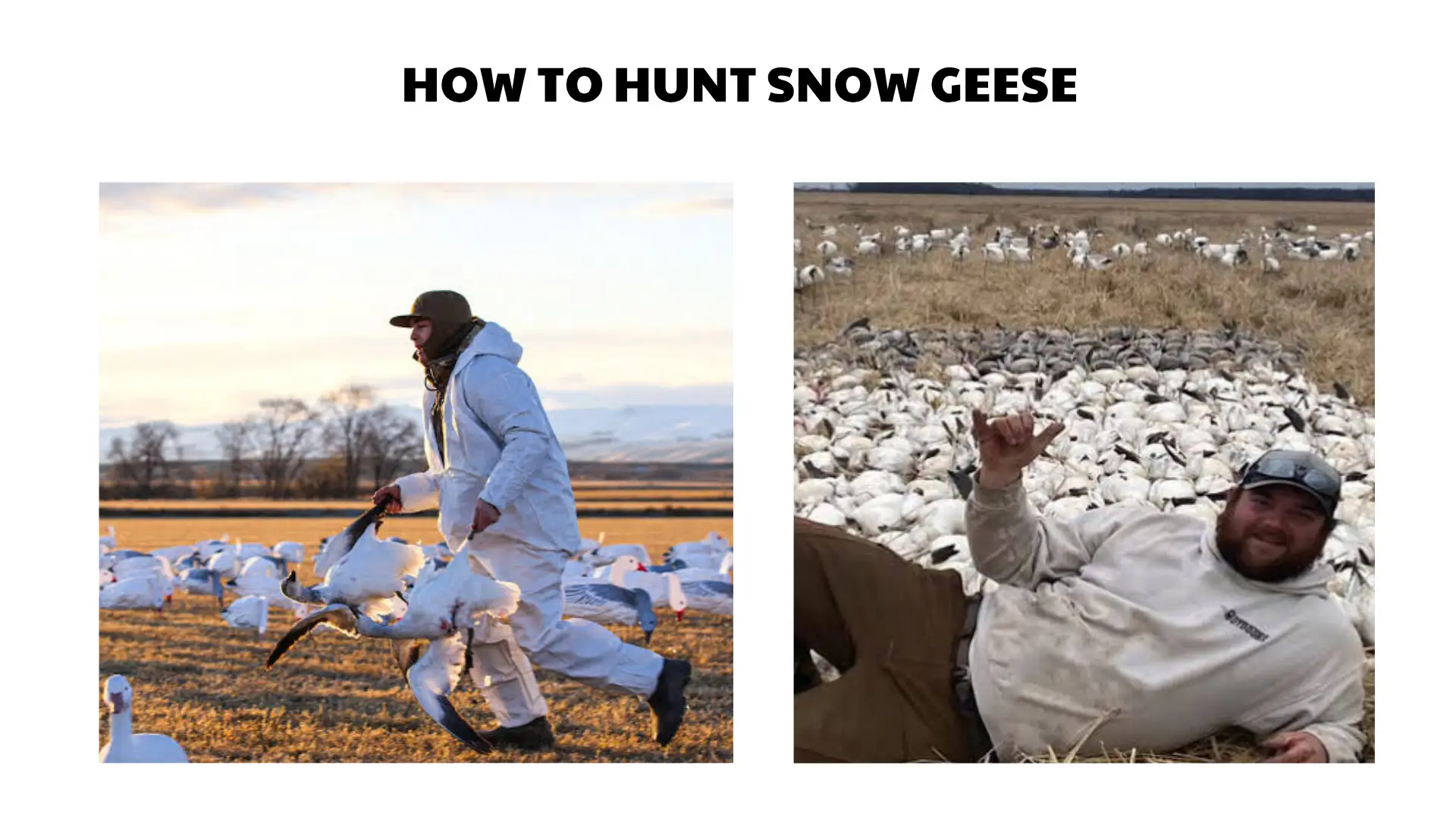how to hunt snow geese