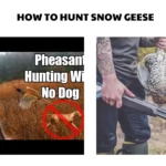 hunt upland birds without a dog