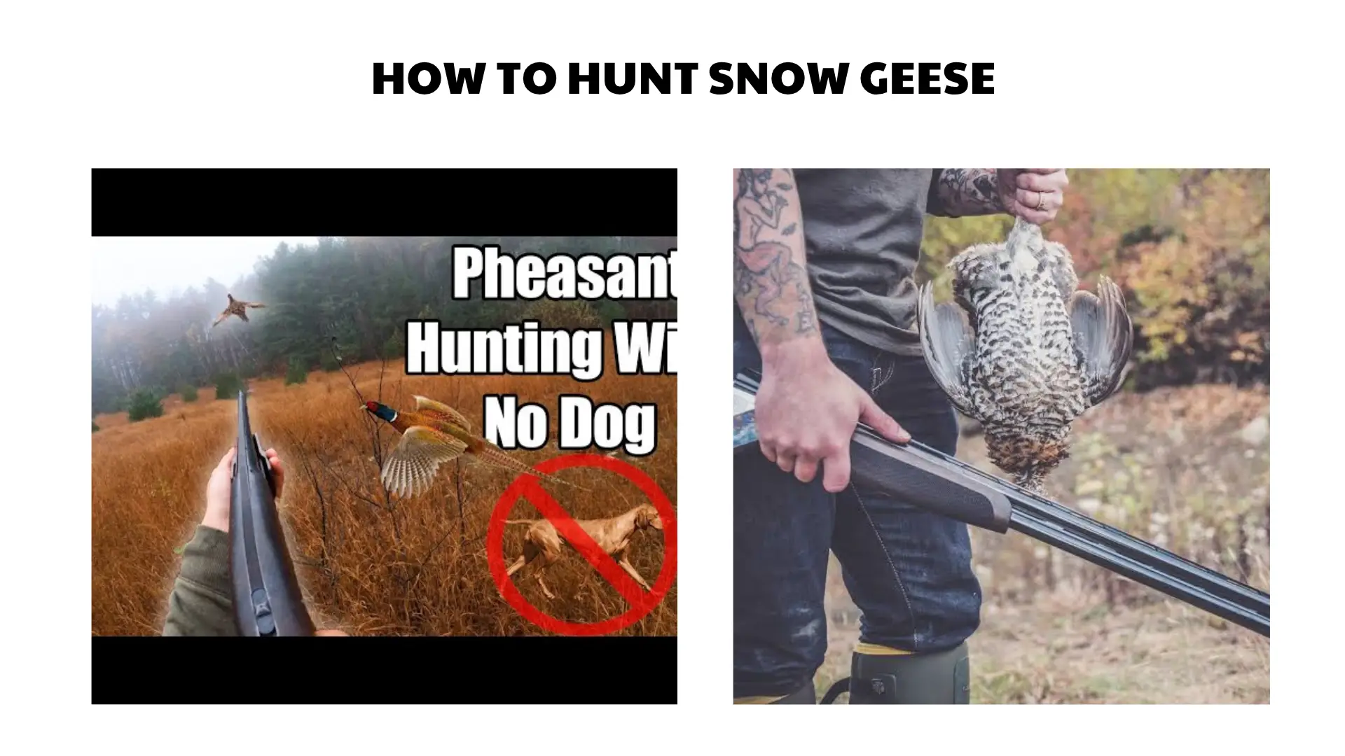 hunt upland birds without a dog