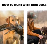 how to hunt with bird dogs