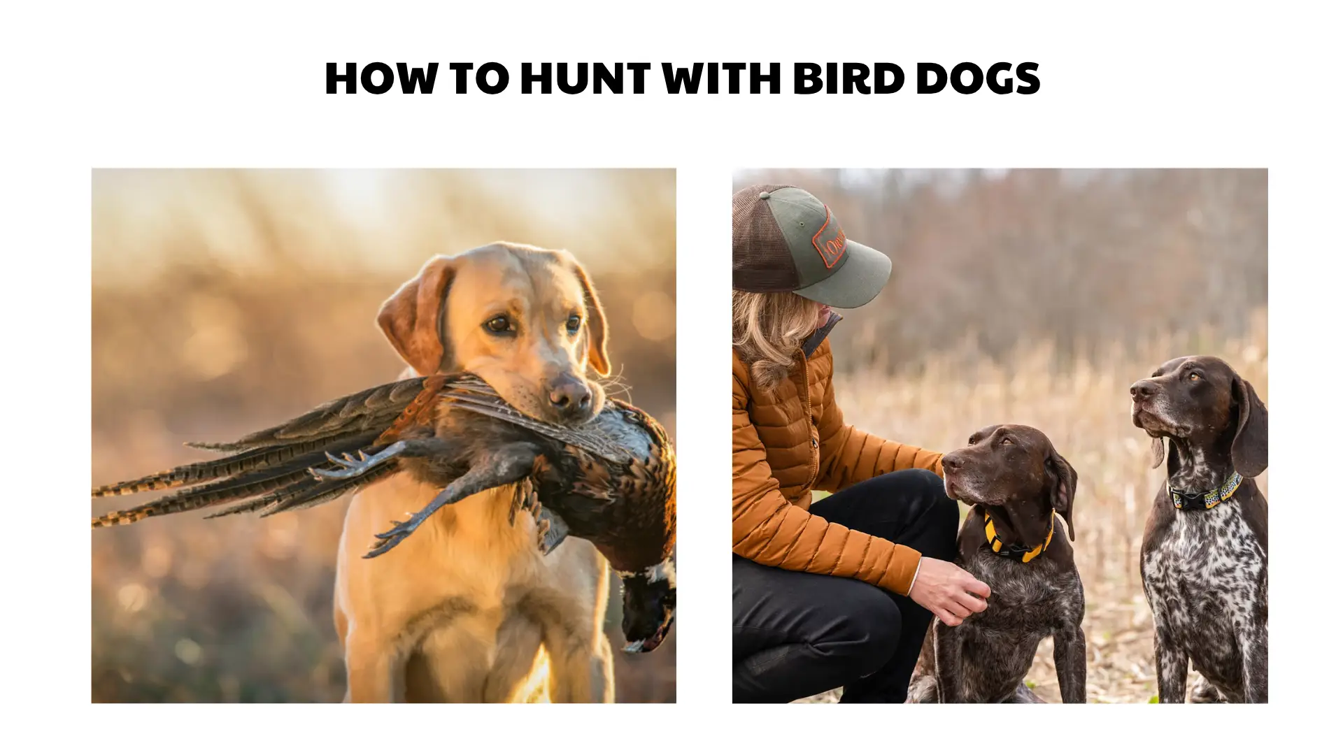 how to hunt with bird dogs