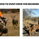 how to hunt deer for beginners