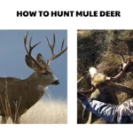 how to hunt mule deer