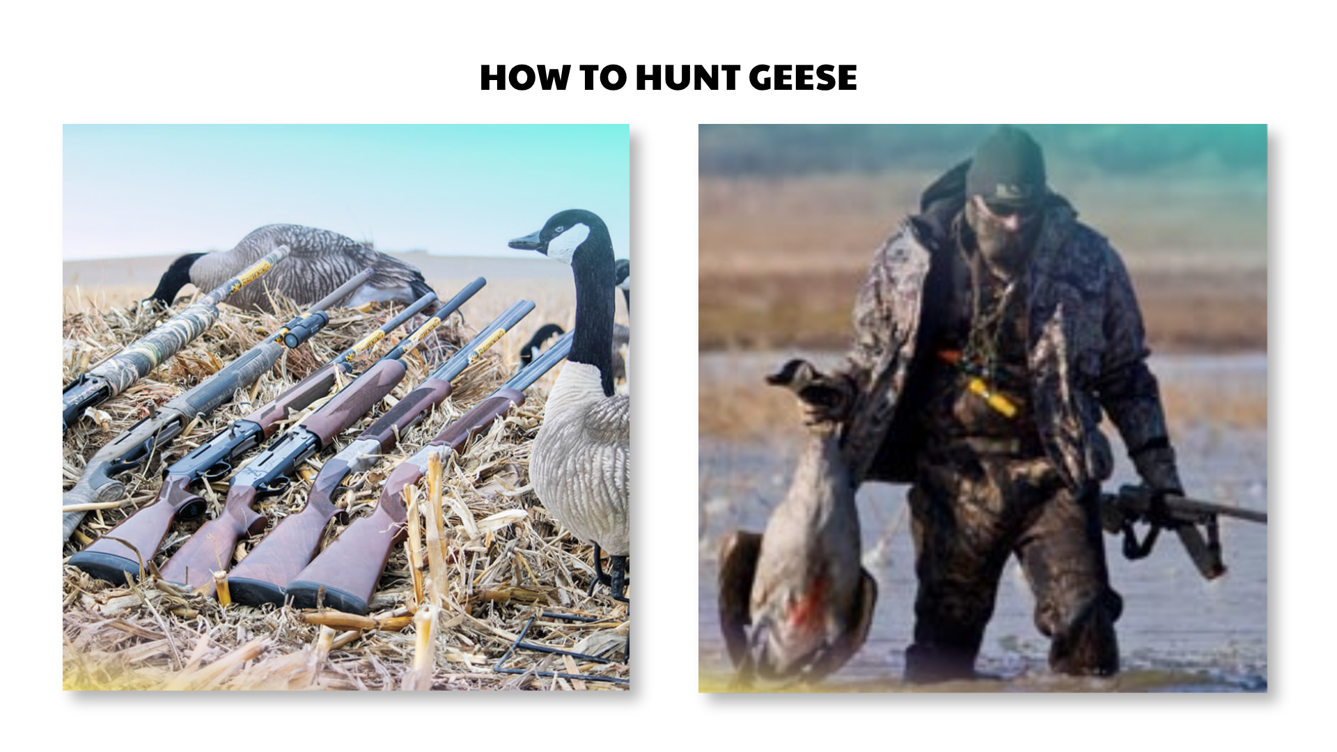 how to hunt geese