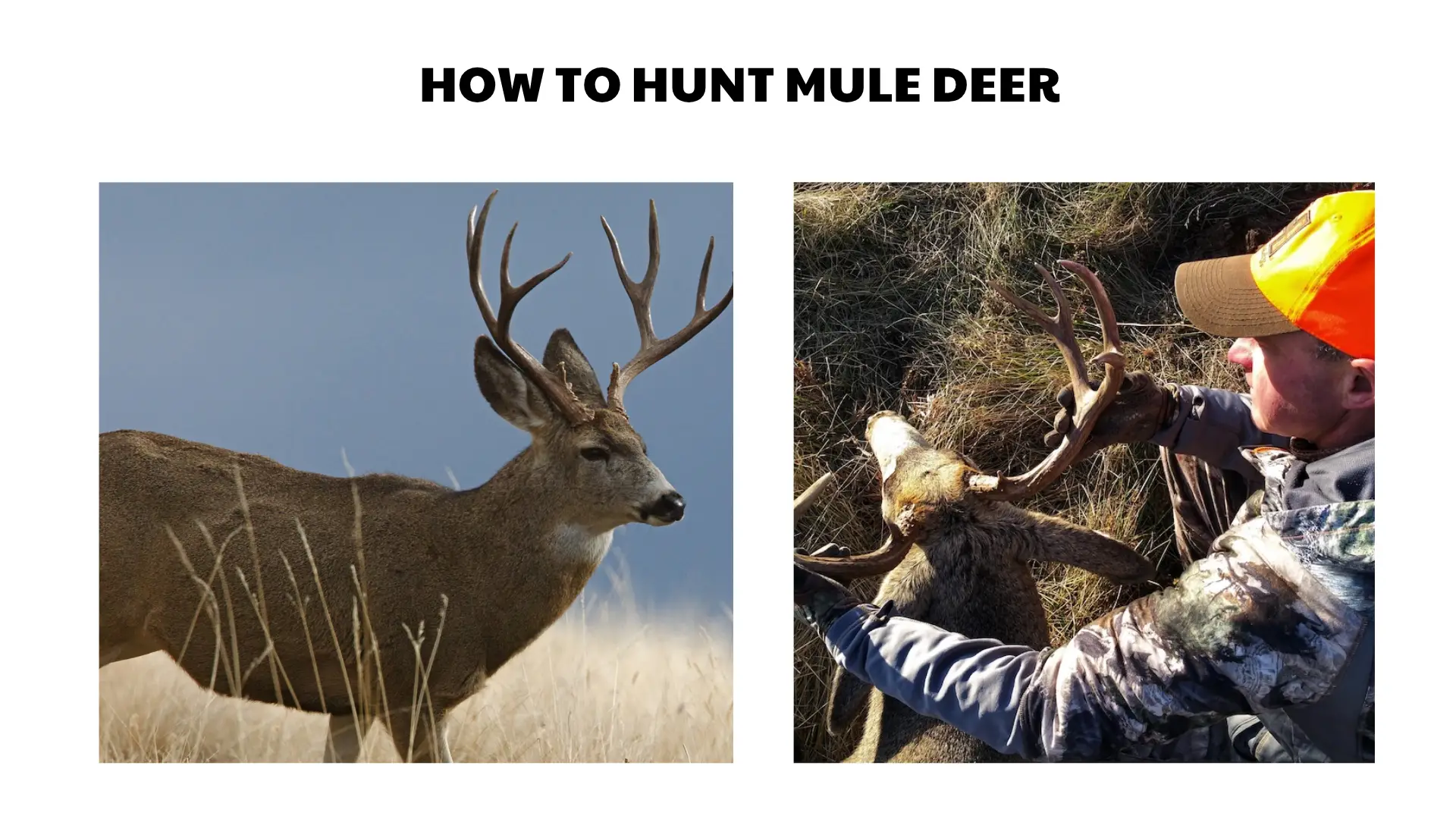 how to hunt mule deer