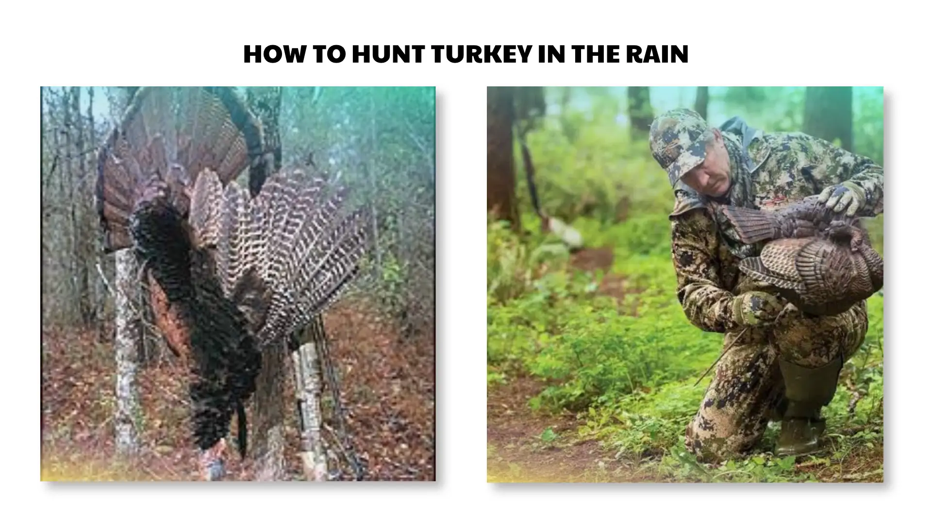 how to hunt turkey in the rain