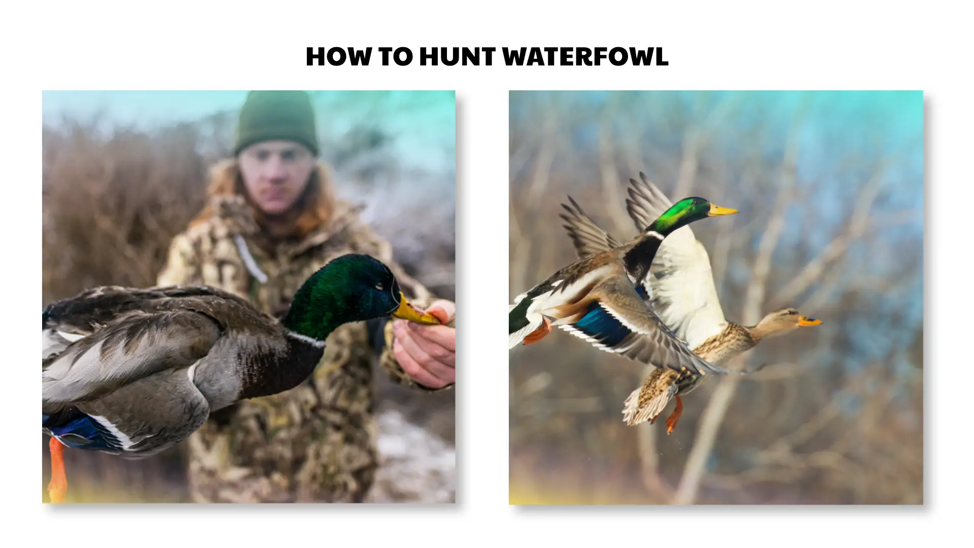 how to hunt waterfowl