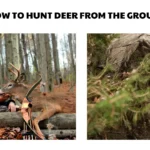 how to hunt deer from the ground