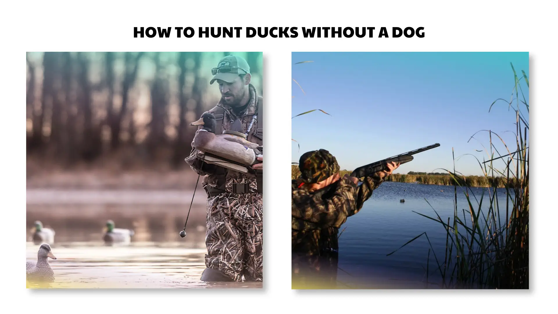 how to hunt ducks without a dog