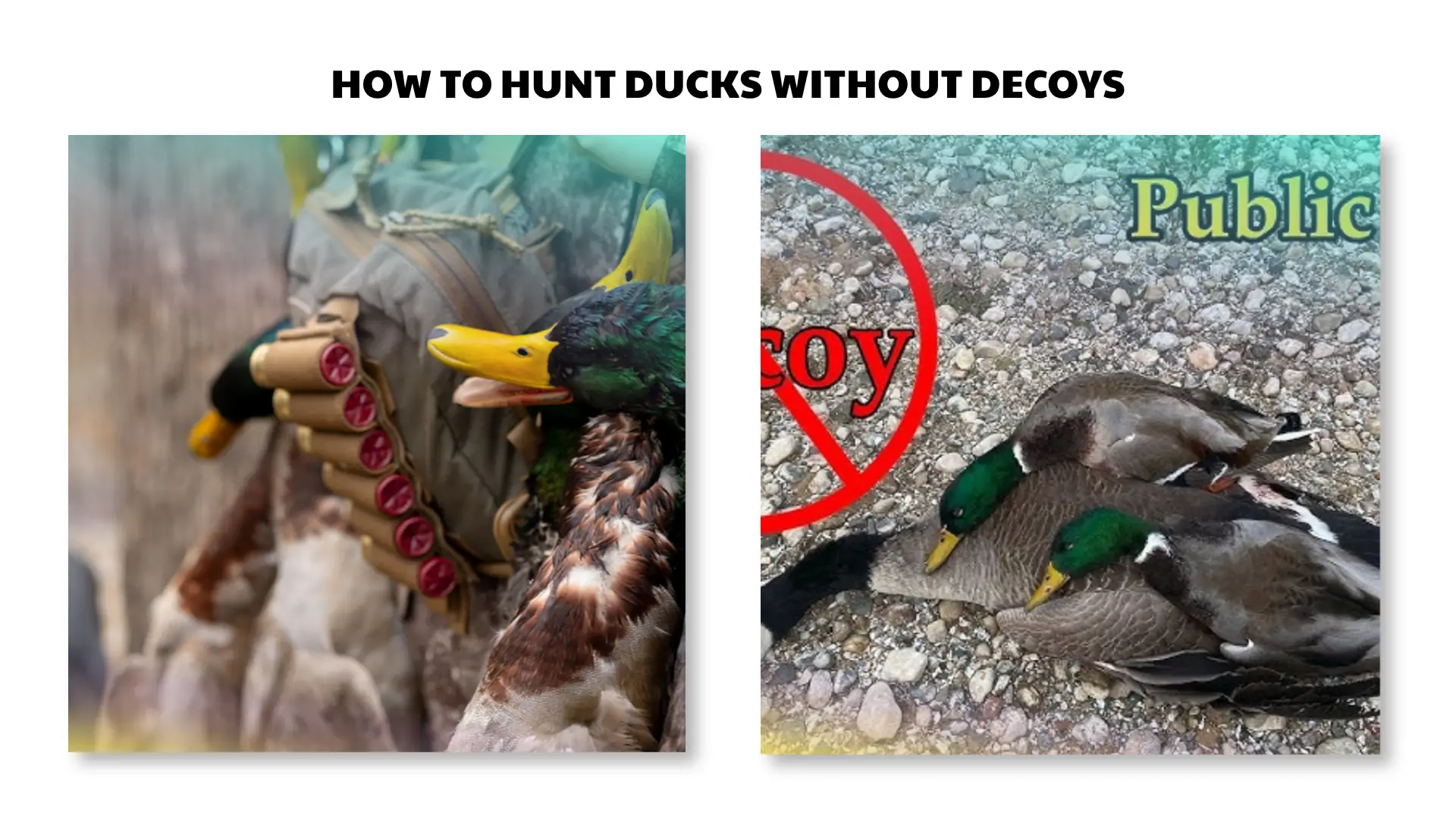 how to hunt ducks without decoys