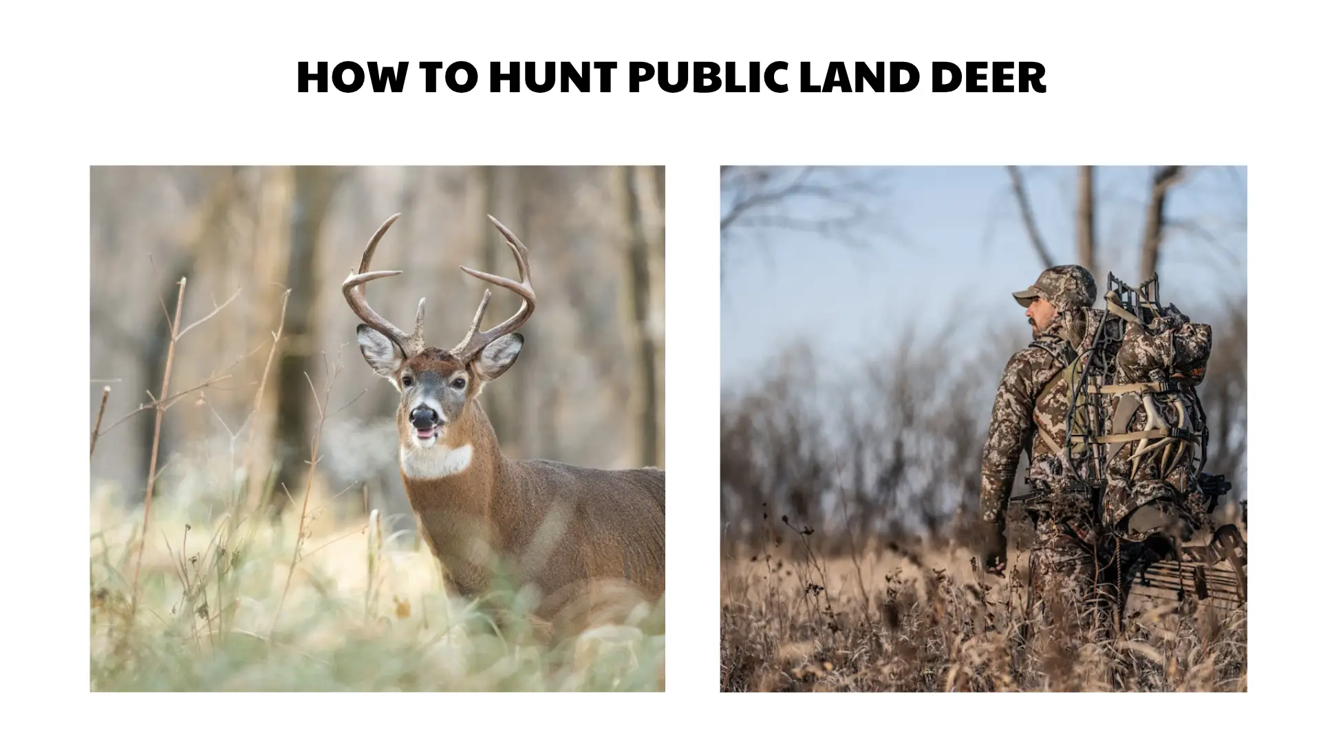 how to hunt pressured deer