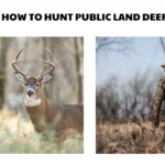 how to hunt public land deer