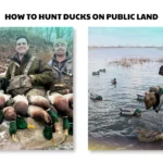how to hunt ducks on public land