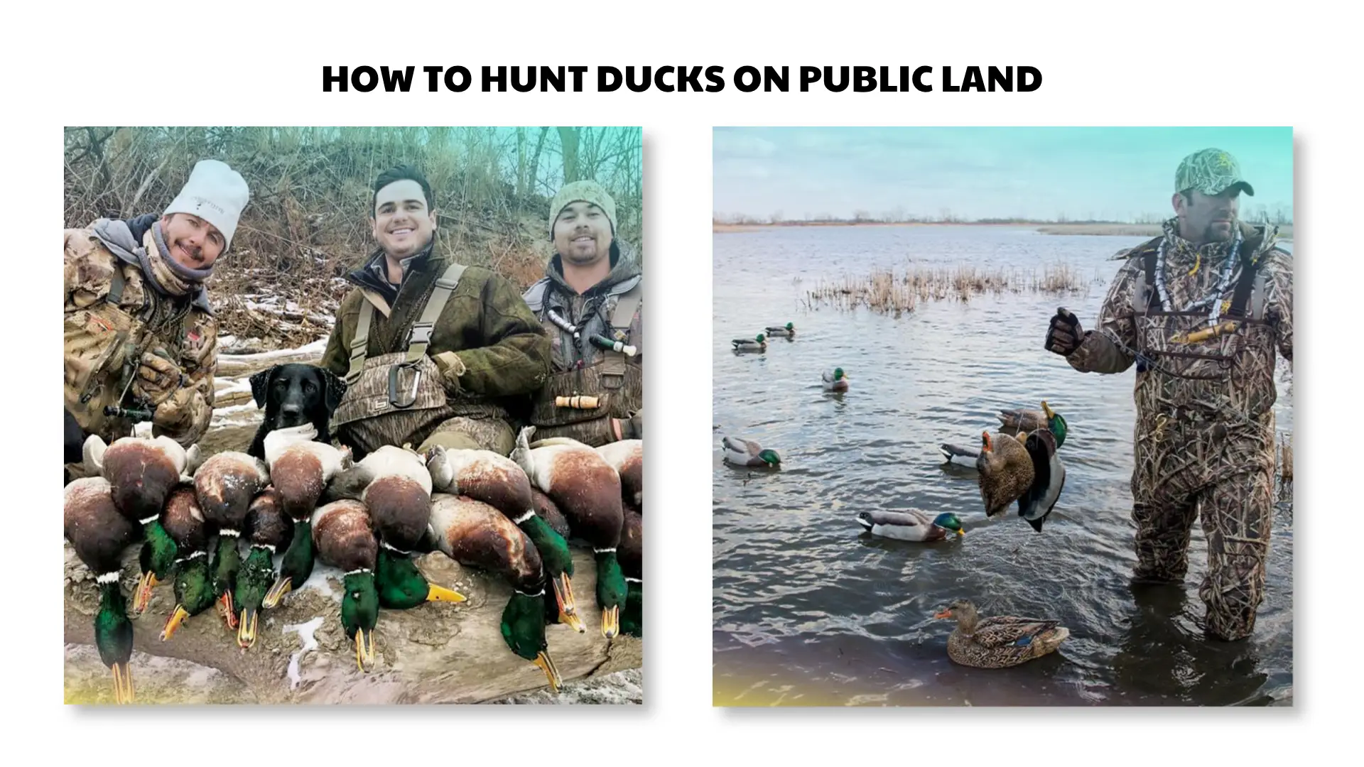 how to hunt ducks on public land