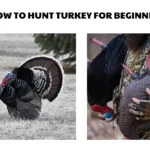 how to hunt turkey for beginners