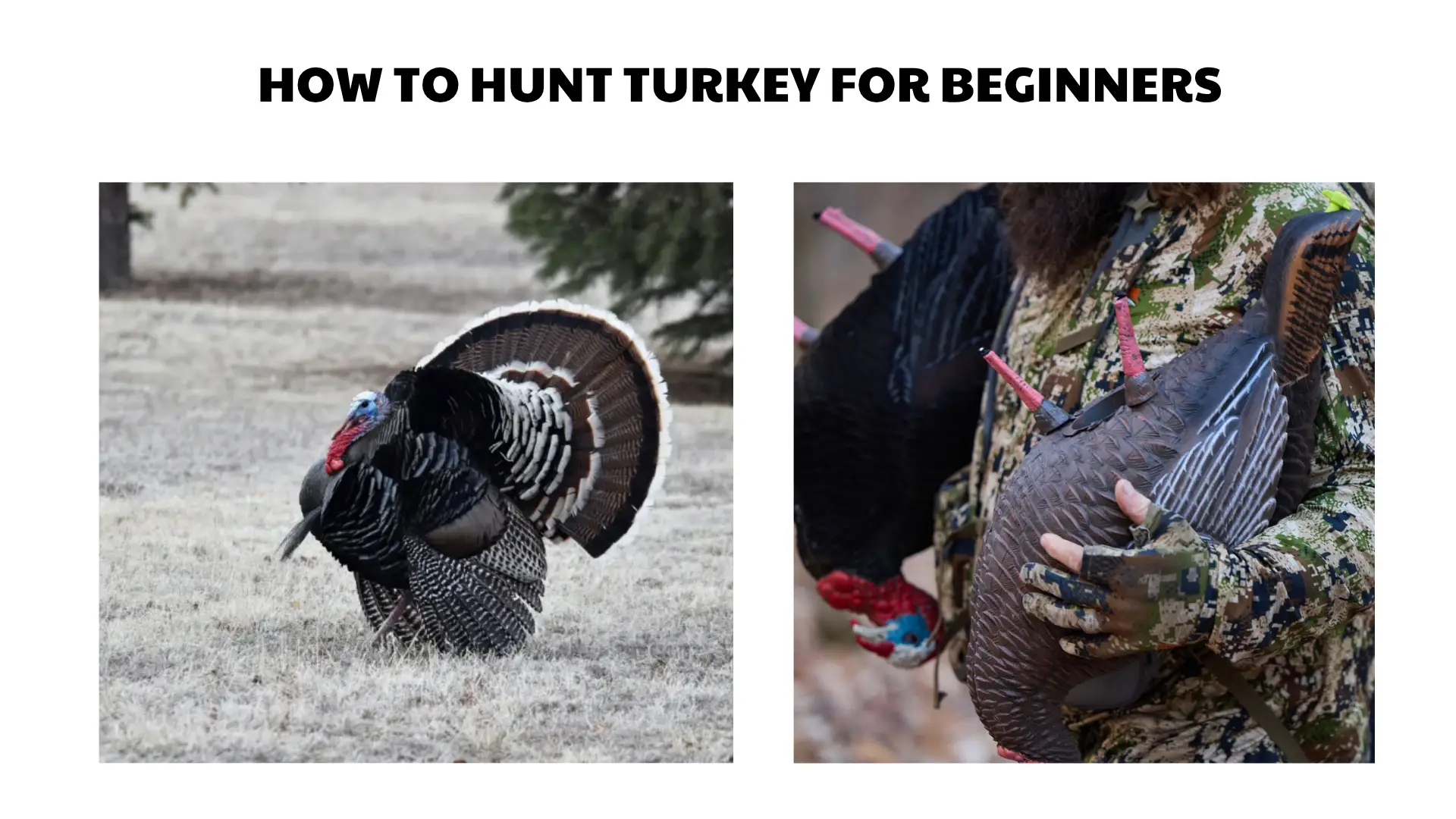 how to hunt turkey for beginners