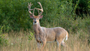 How to Hunt a Buck