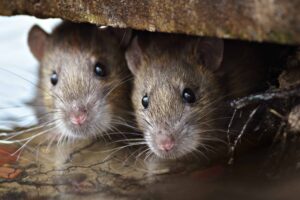 How to Hunt Rats