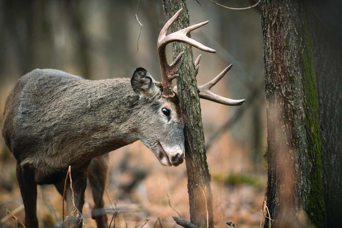 what-attracts-deer-the-most