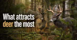 what-attracts-deer-the-most