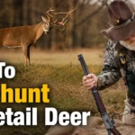 how to still-hunt whitetail deer