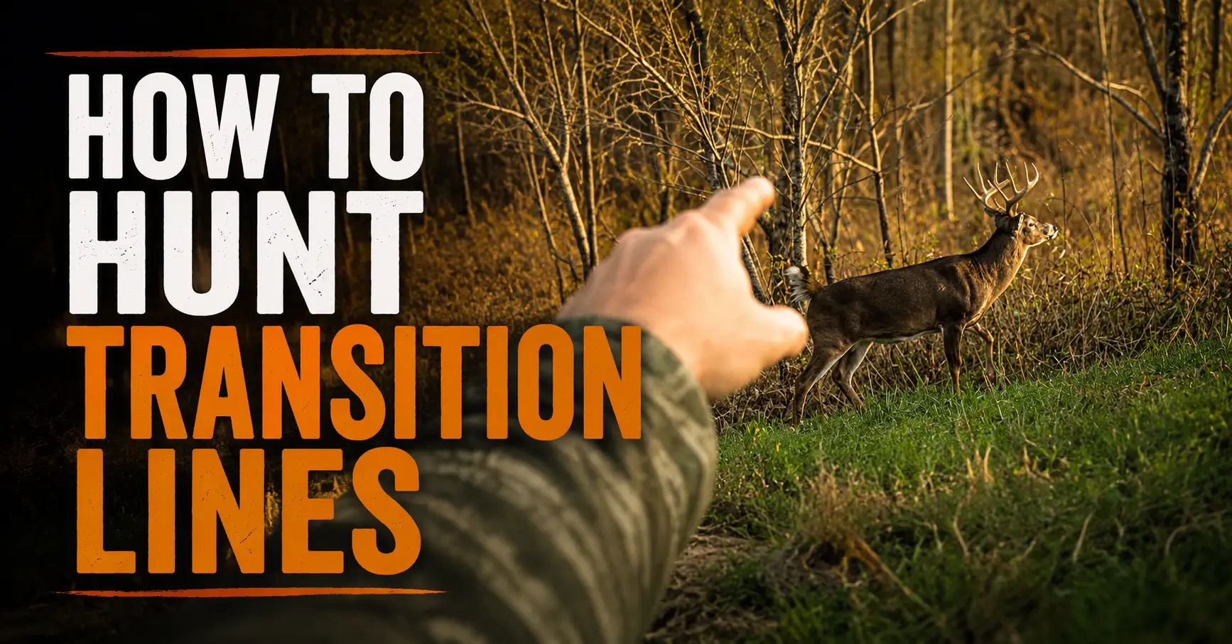 how to hunt transition lines