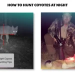 how to hunt coyotes at night
