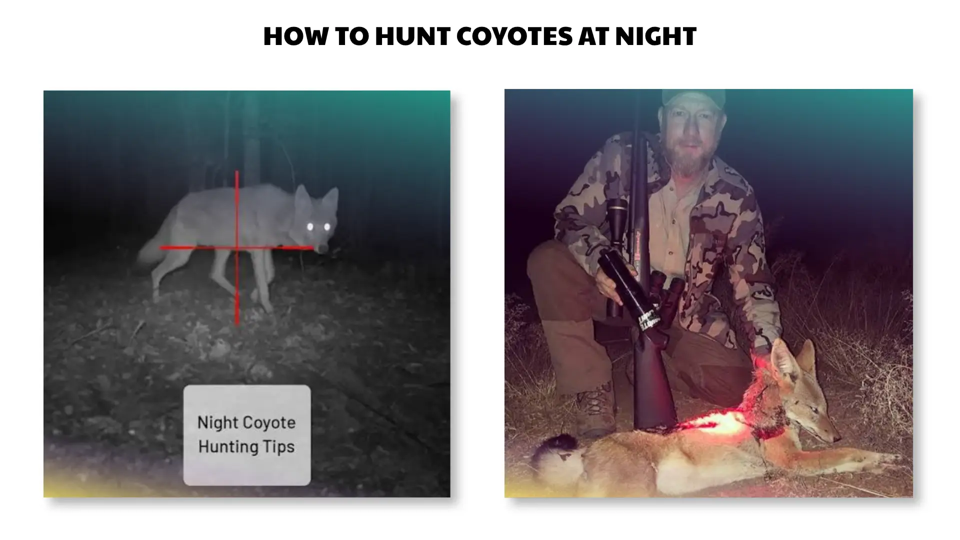 how to hunt coyotes at night