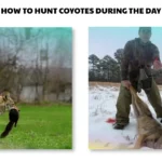 how to hunt coyotes during the day