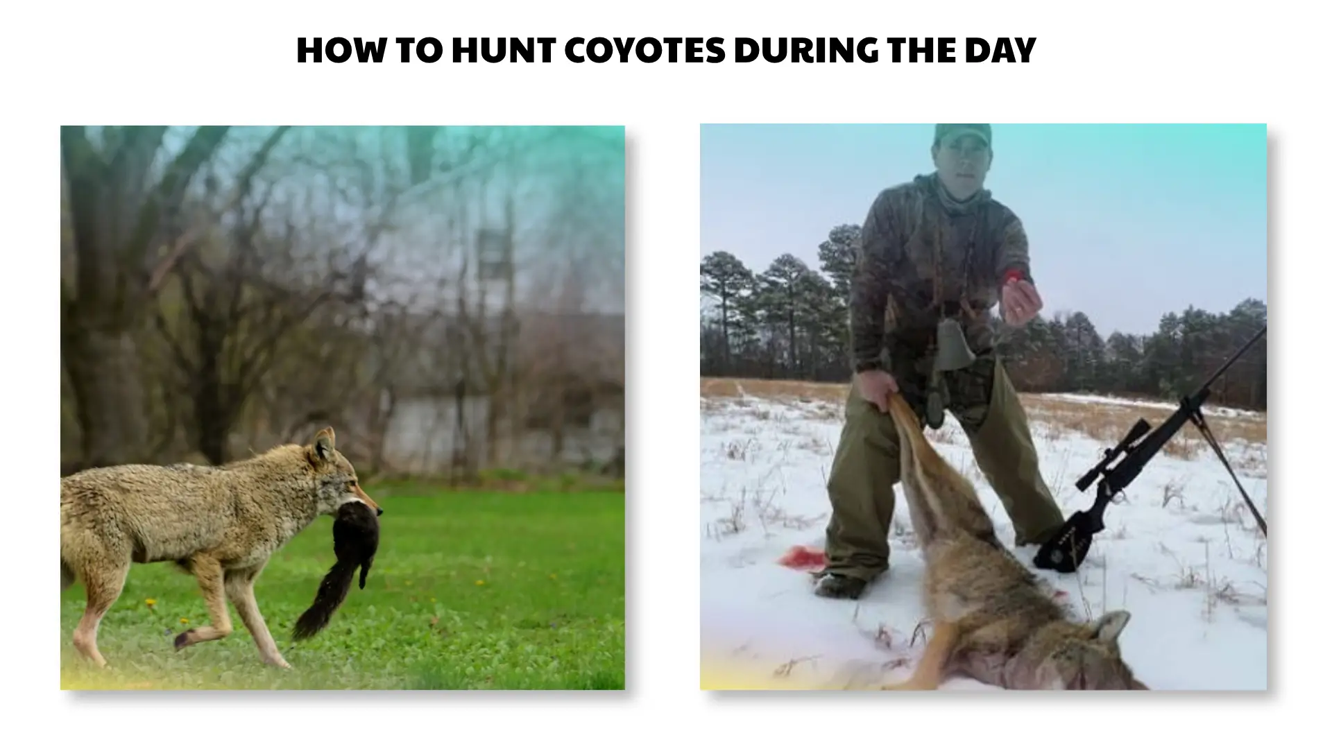 how to hunt coyotes during the day