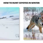 how to hunt coyotes in winter