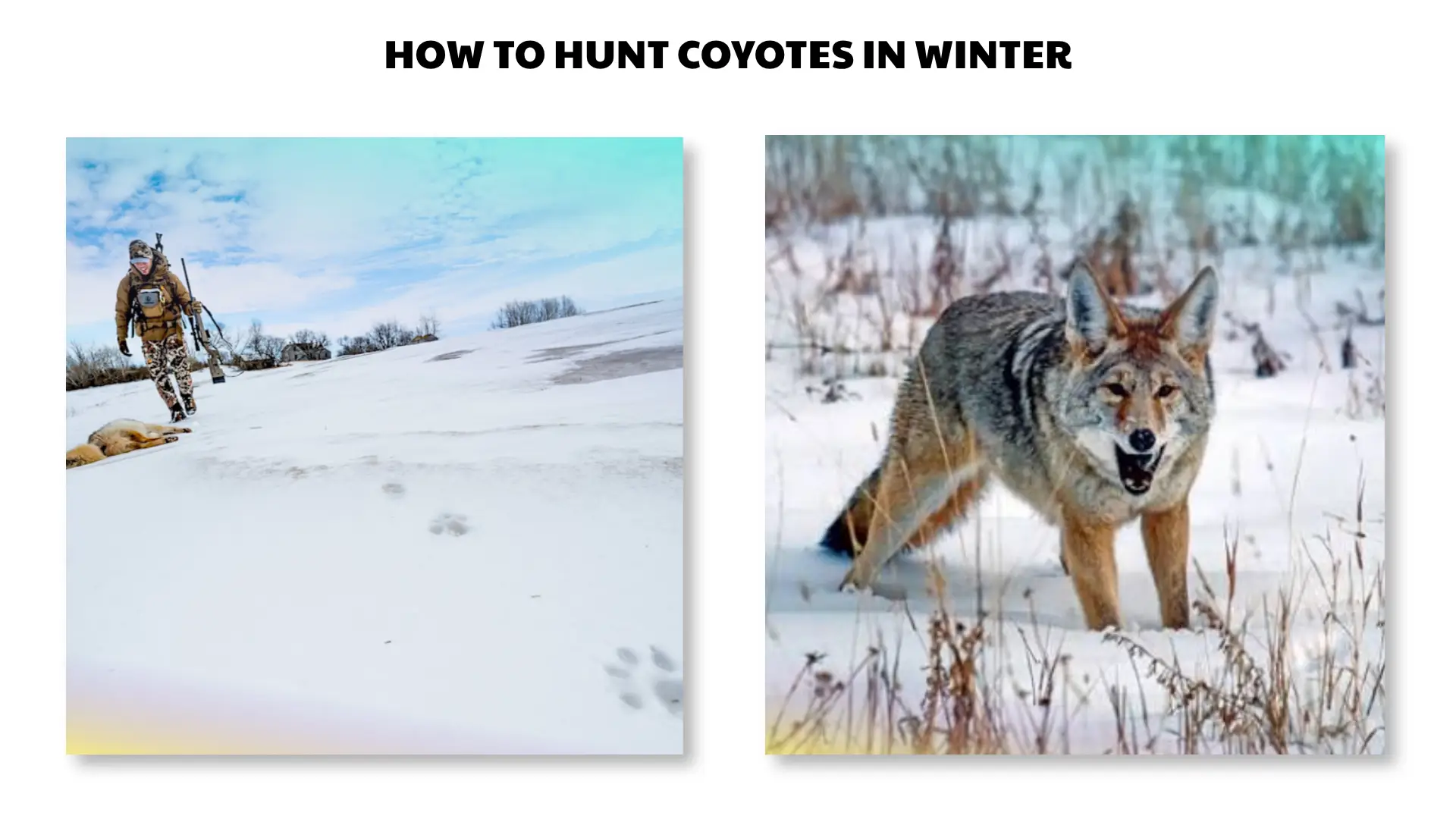 how to hunt coyotes in winter