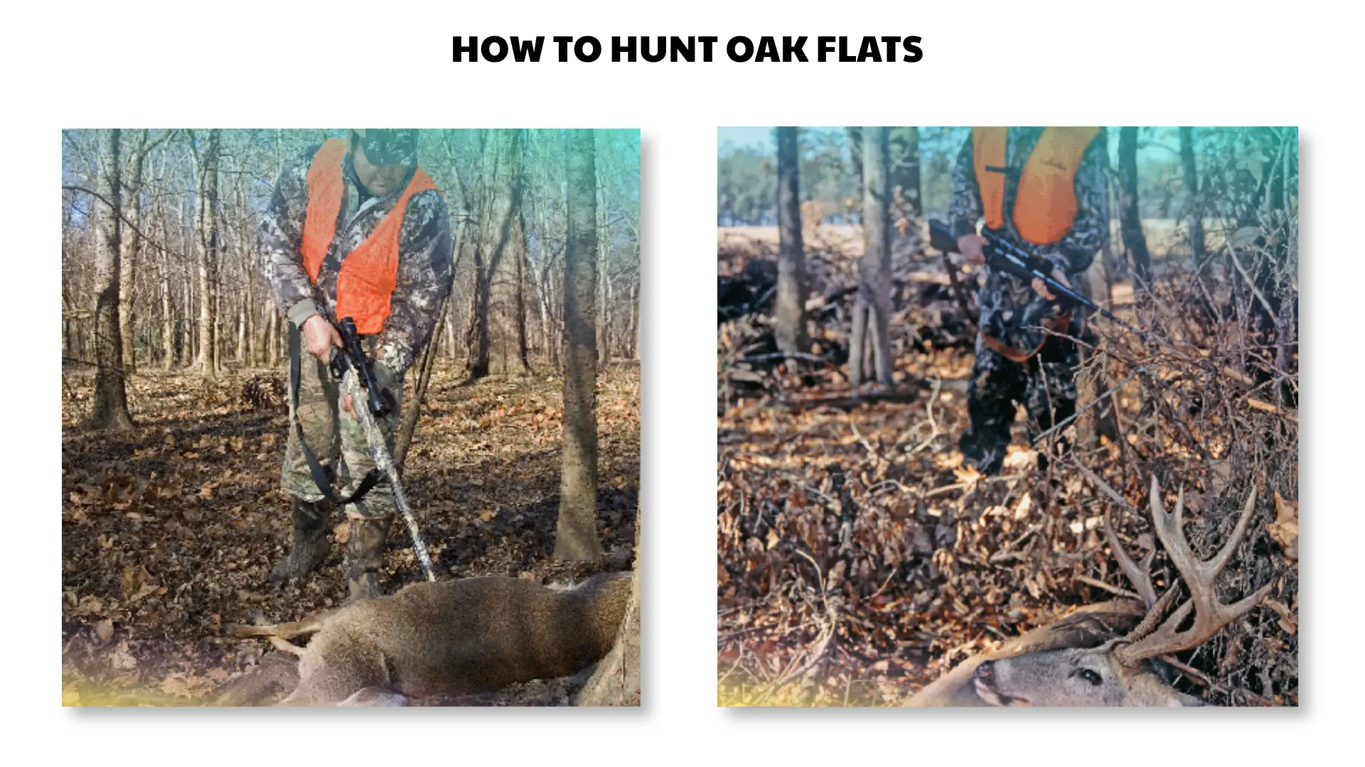how to hunt oak flats