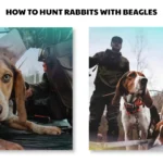 how to hunt rabbits with beagles