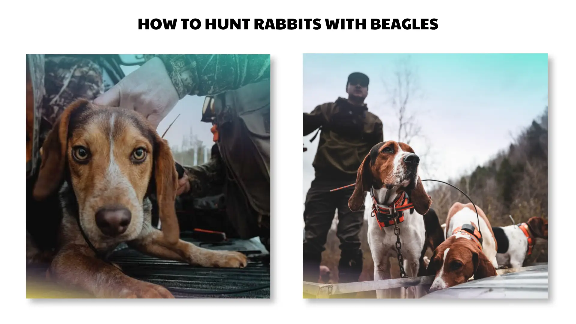 how to hunt rabbits with beagles