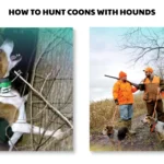 how to hunt coons with hounds