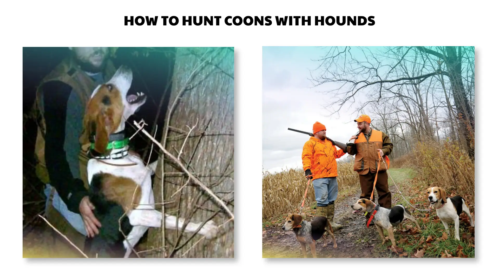 how to hunt coons with hounds