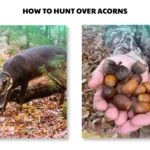 how to hunt over acorns