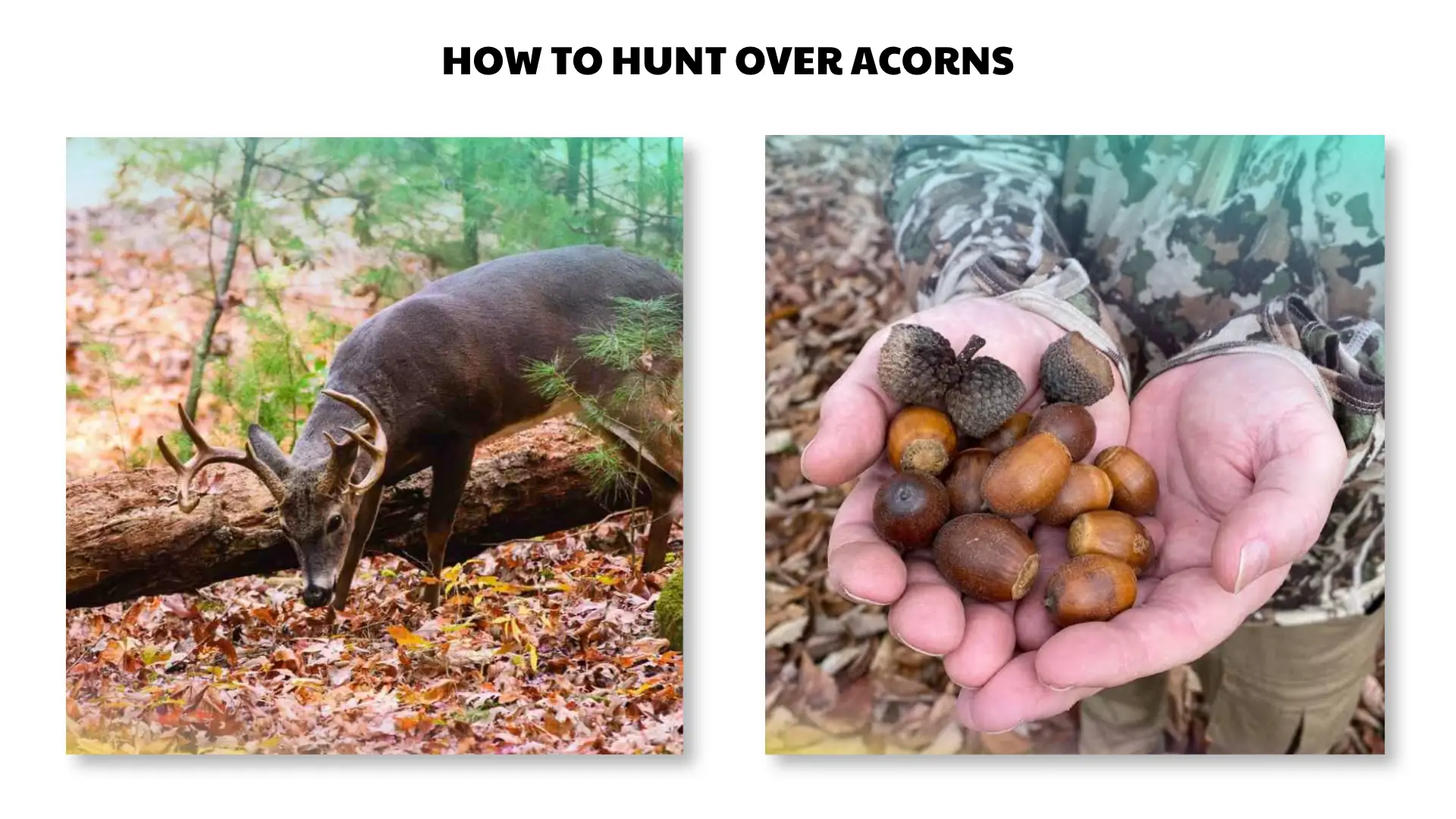 how to hunt over acorns