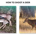 how to shoot a deer
