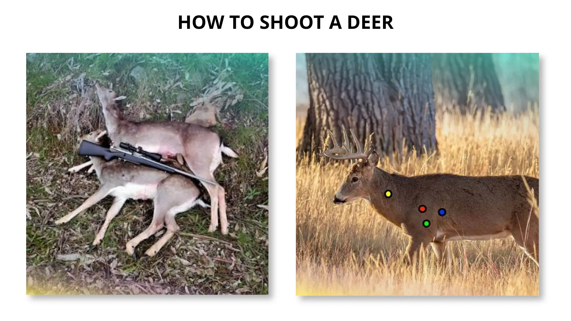how to shoot a deer