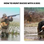 how to hunt ducks with a dog
