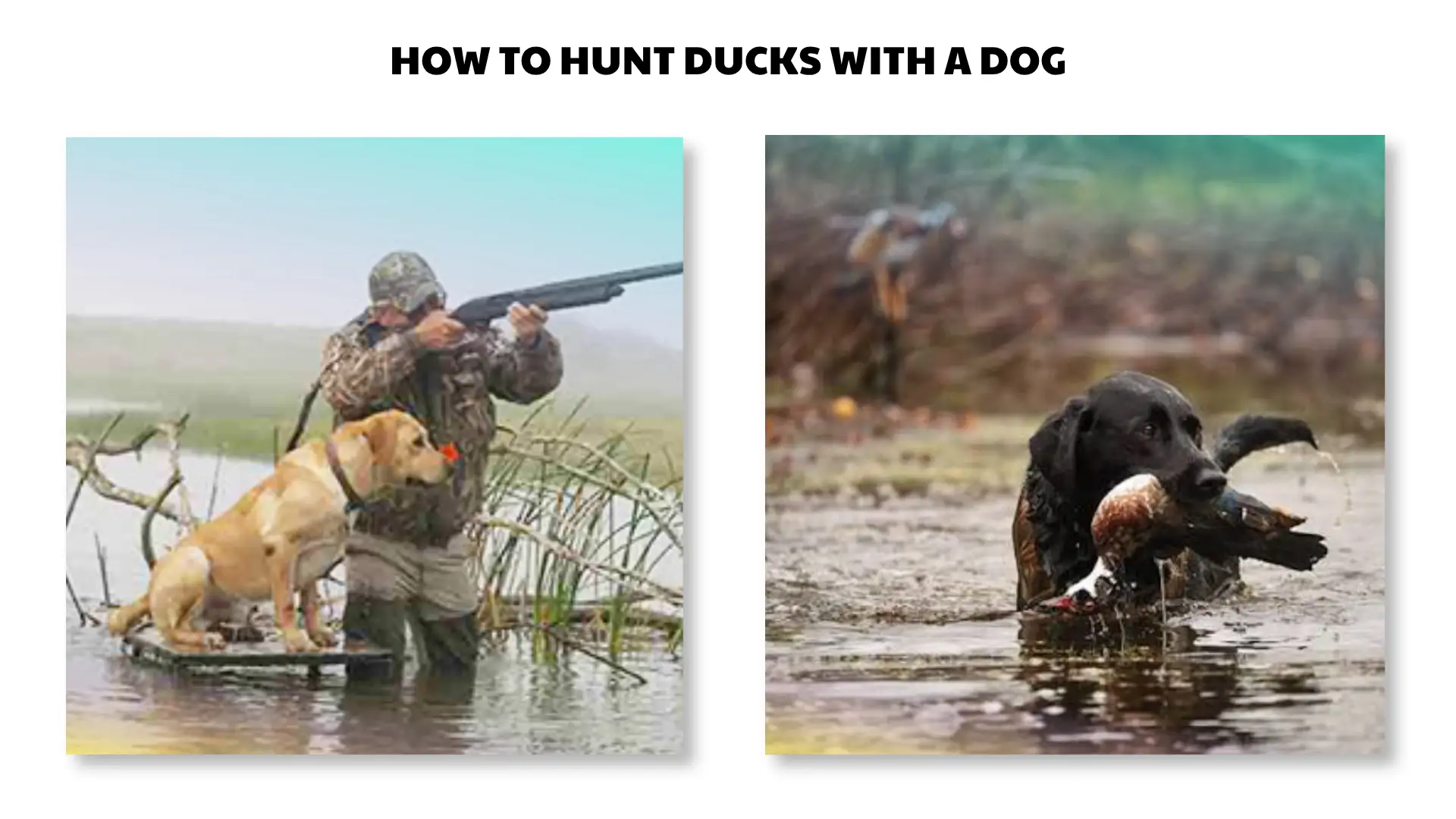 how to hunt ducks with a dog