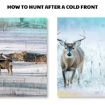 how to hunt after a cold front