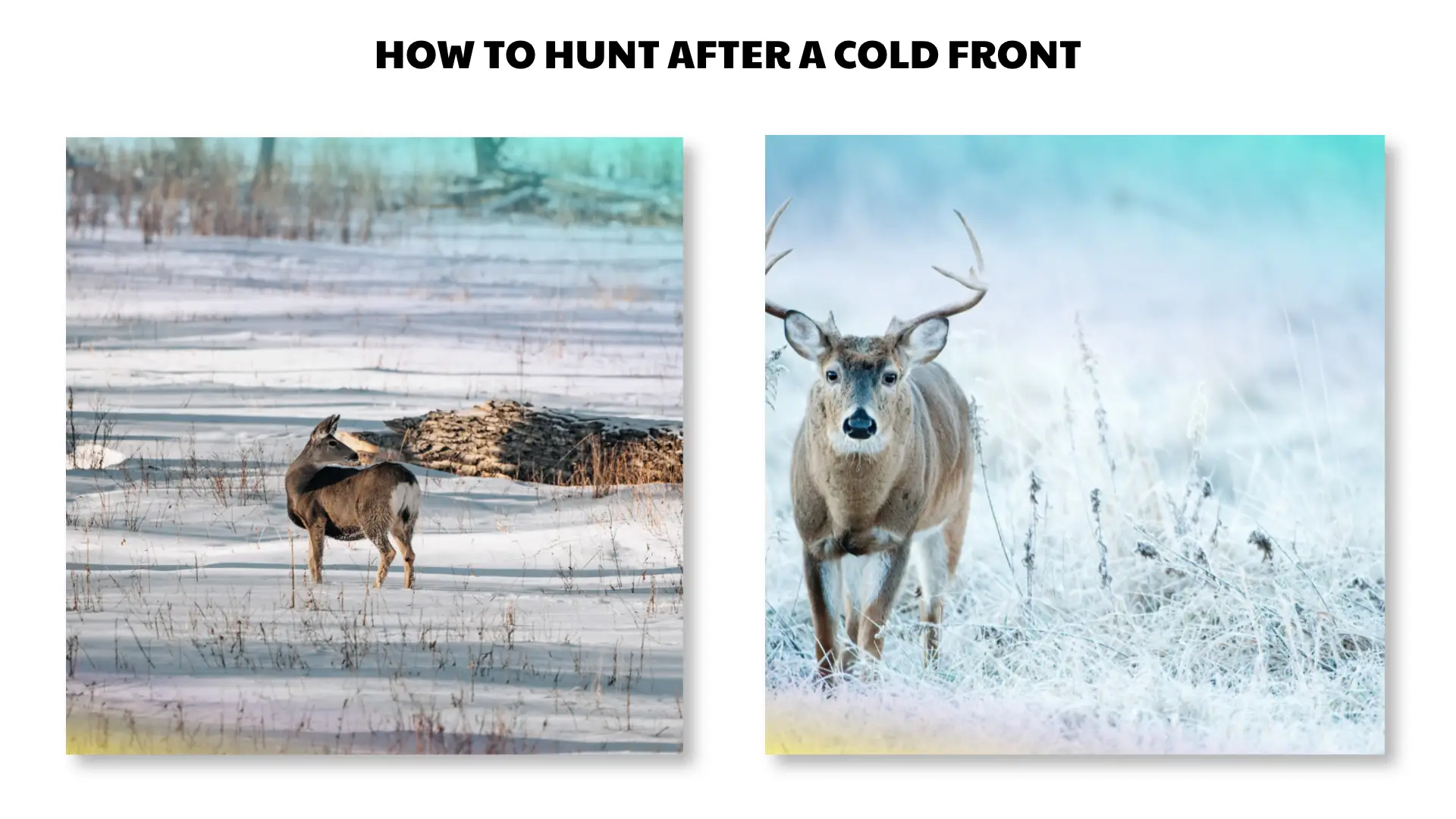 how to hunt after a cold front