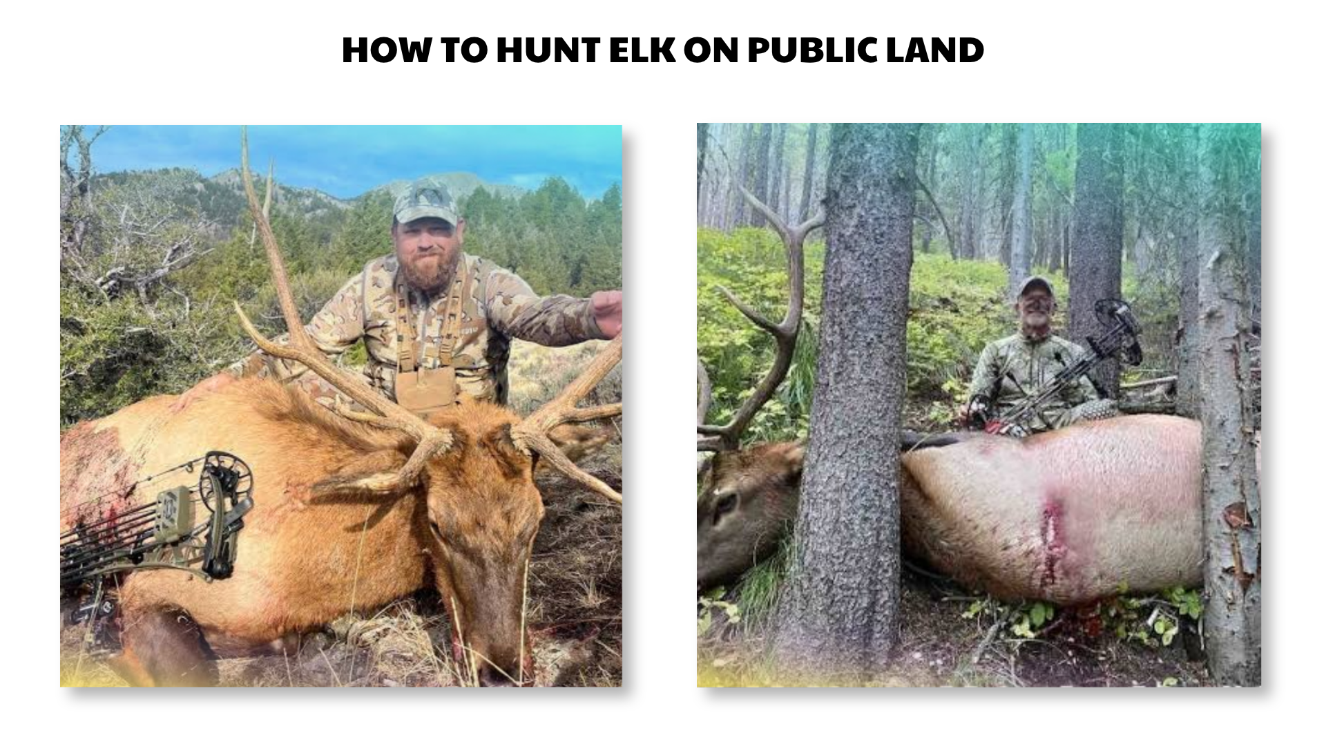 how to hunt elk on public land