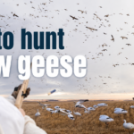 how to hunt snow geese