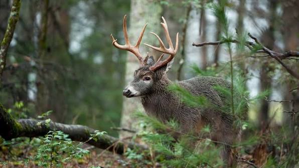 what-attracts-deer-the-most
